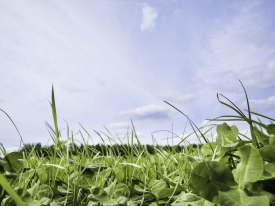 White clover