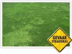 Gevaar straatgras