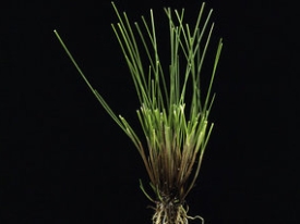 Festuca rubra 