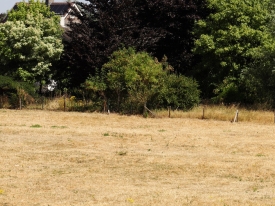 Verdroogd grasland