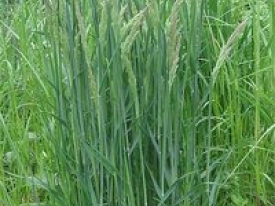 Holcus lanatus