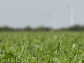 foto gras