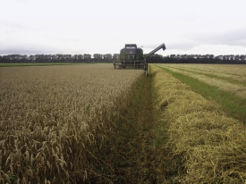 Proterra Cereals