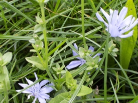 botanische samenstelling