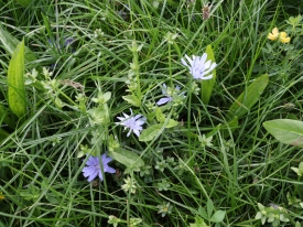 Barenbrug NutriHerb