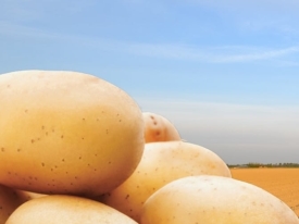 PotatoEurope 2025