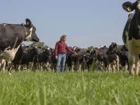 Jaarrond vers gras met weide 365