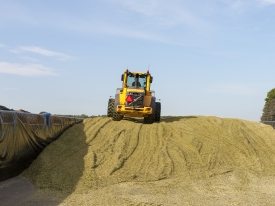 Bonsilage maiskuil
