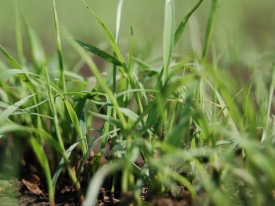 Header jong gras