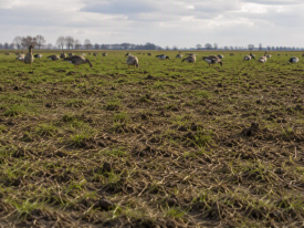 Grasland aangedaan door ganzenvraat