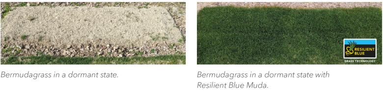 Bermudagrass dormant without-with Resilient Blue Muda