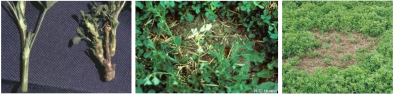 nematode_in_luzerne