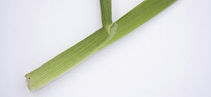 Kropaar