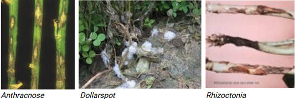 Anthracnose, Dollarspot, Rhizoctonia