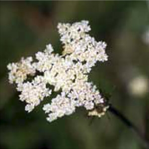 Karwij NutriHerb