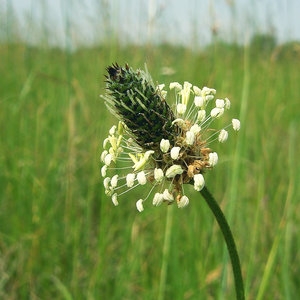 Smalle weegbree NutriHerb