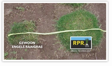 Gewoon Engels raaigras