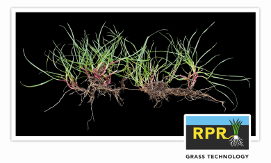 RPR plant 2024