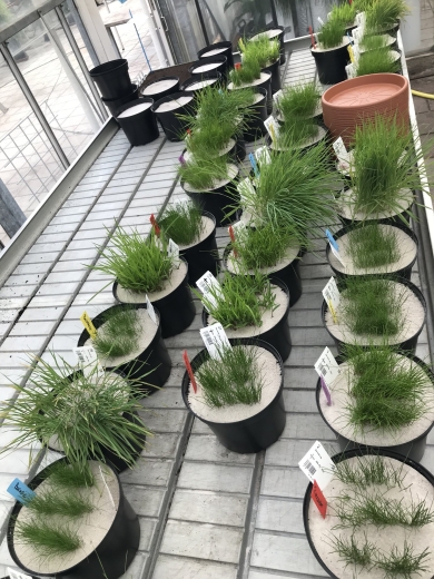 potproeven