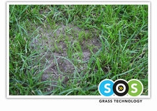 SOS divot 2024