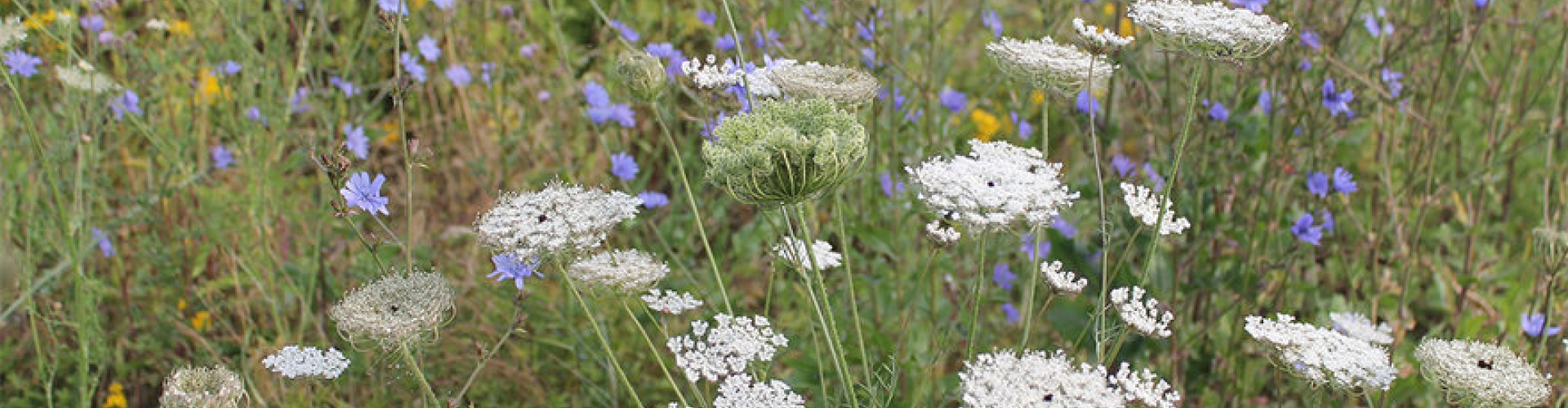 biodiversity flowers 2