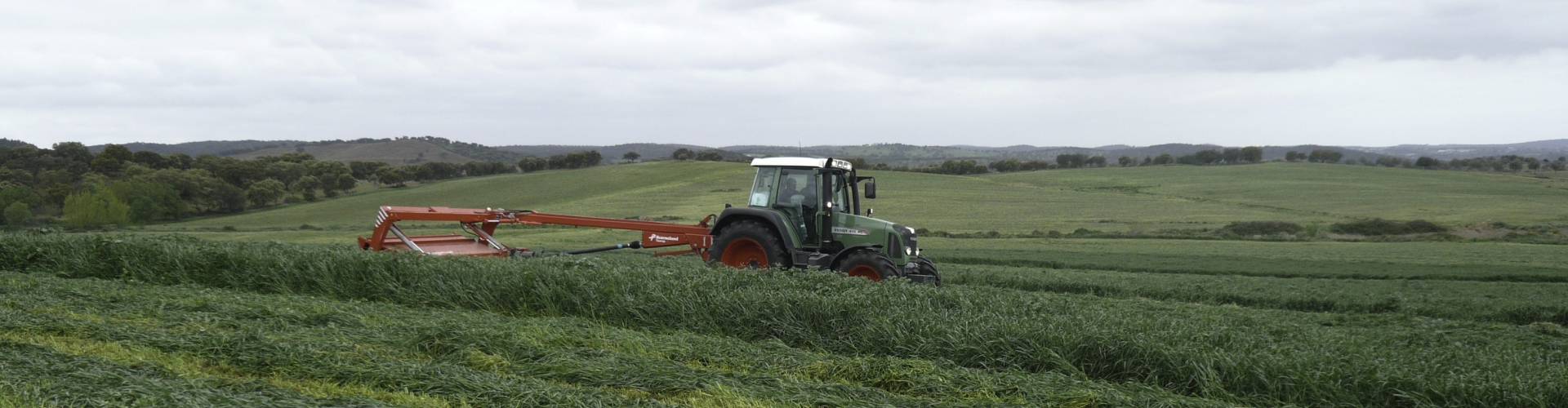 Mowing Westerwold Ryegrass