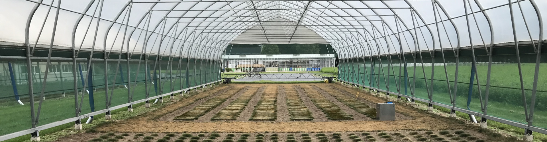 Plant selection drought