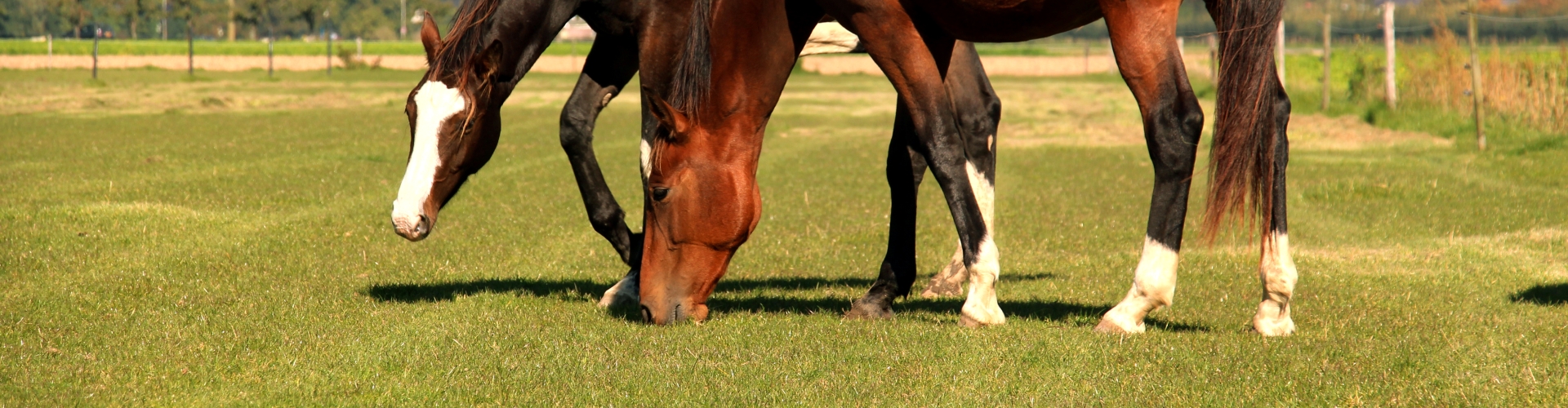 grazende paarden
