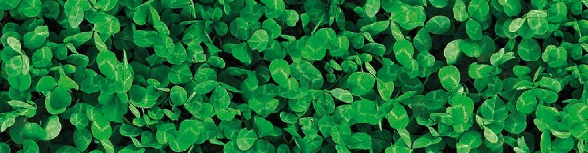 Barenbrug Lawn Clover