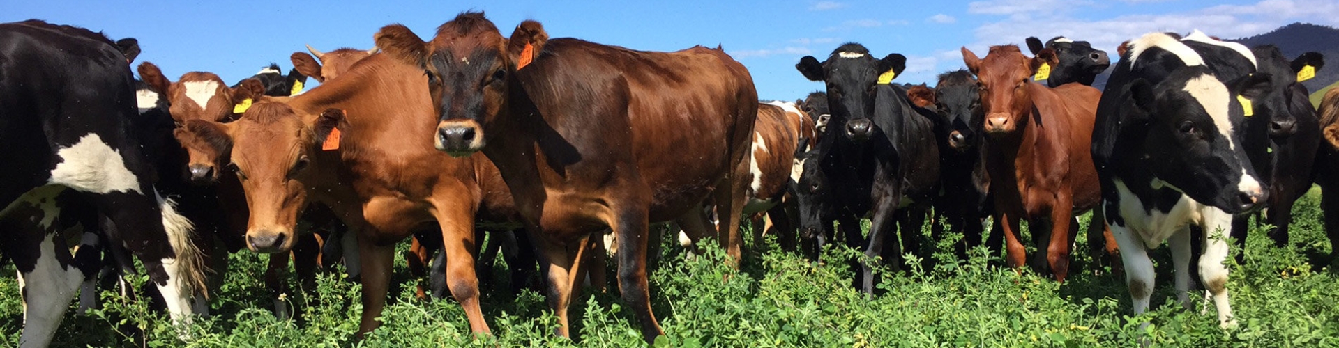 Luzerne cows