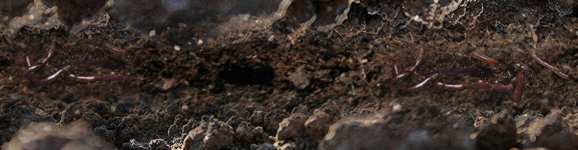 Project SoilProS