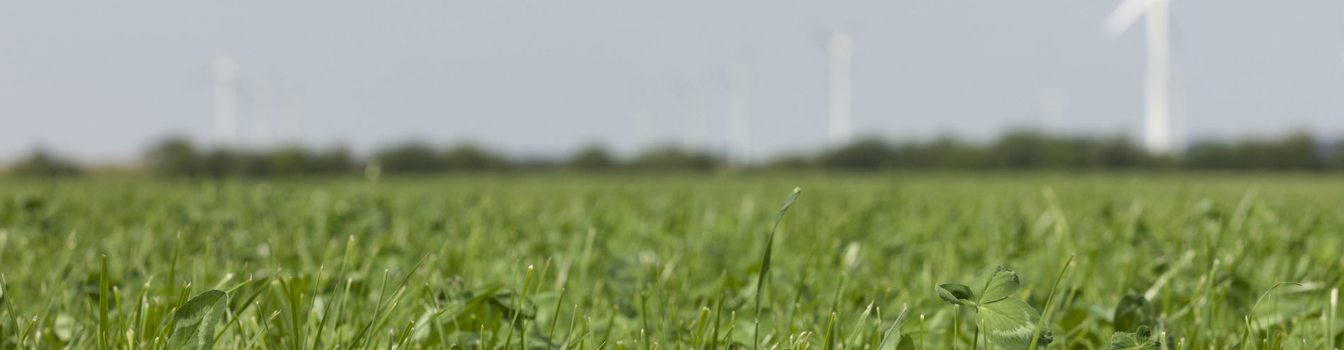 foto gras