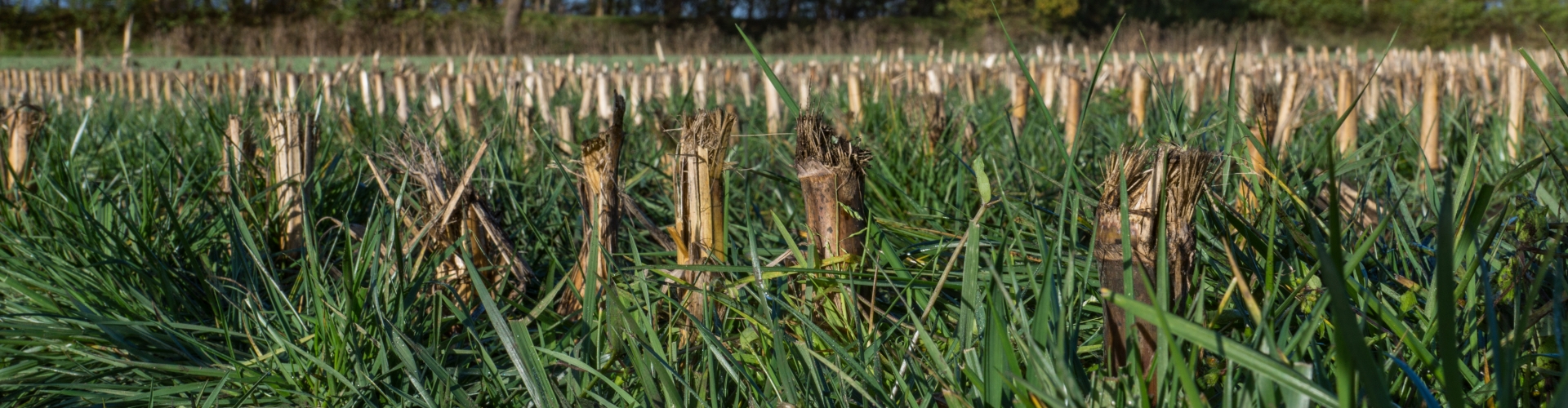 Proterra Maize - Tijdig onderwerken