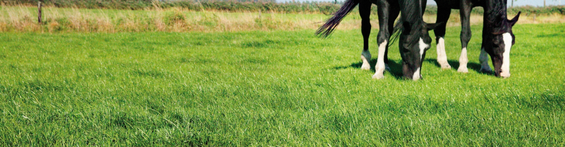 Etende zwarte paarden