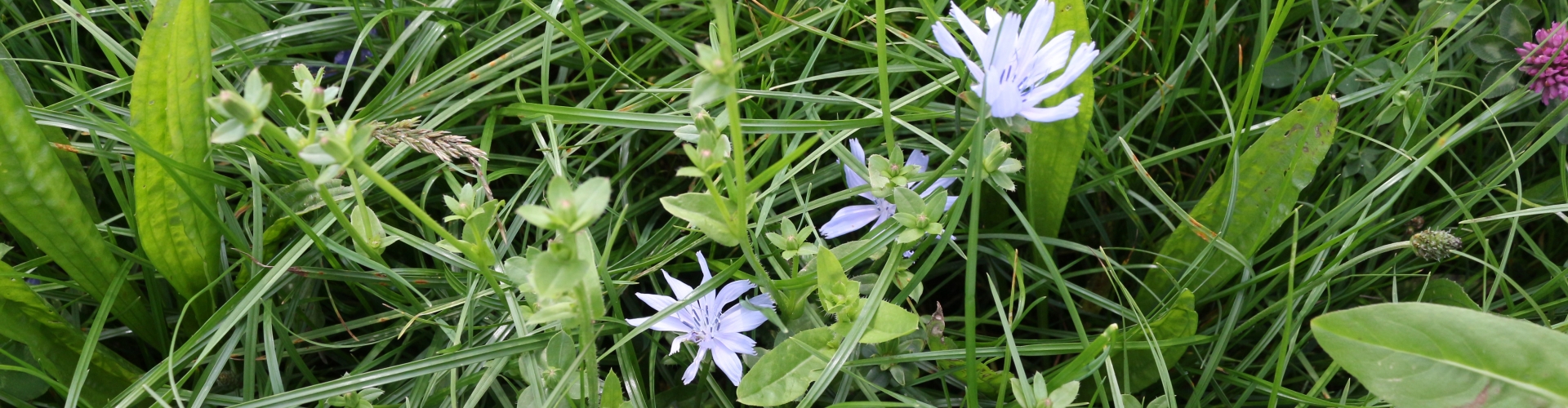 Barenbrug NutriHerb