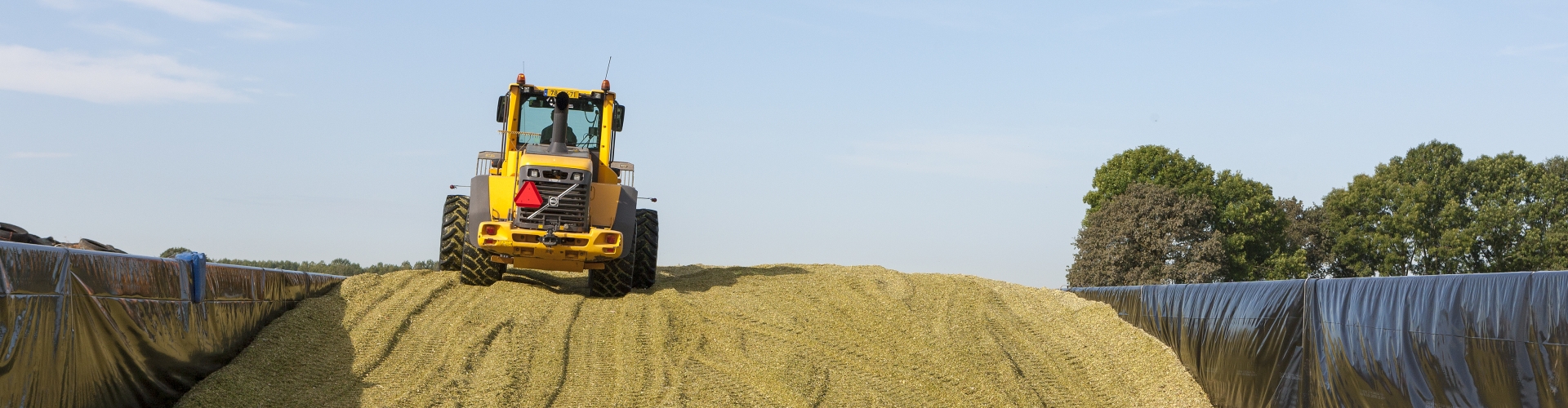 Bonsilage maiskuil