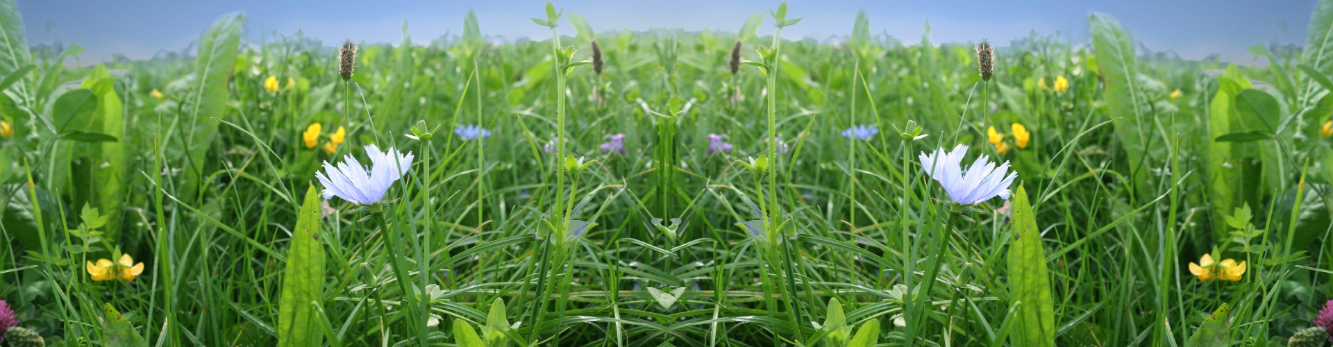 NutriHerb