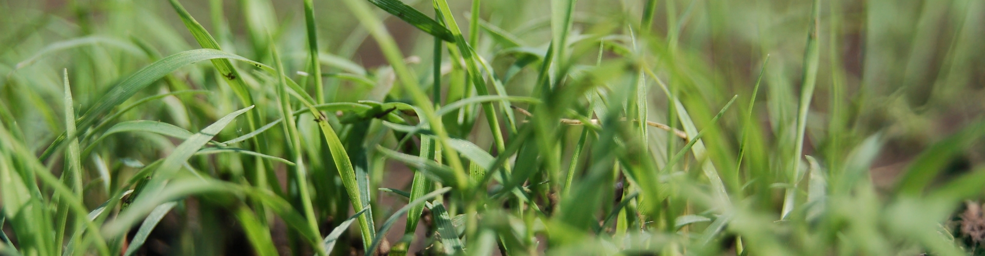 Header jong gras