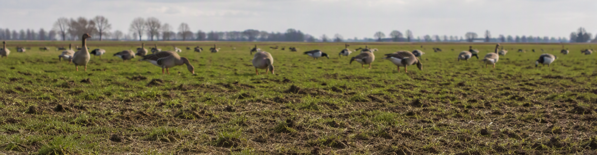 Grasland aangedaan door ganzenvraat