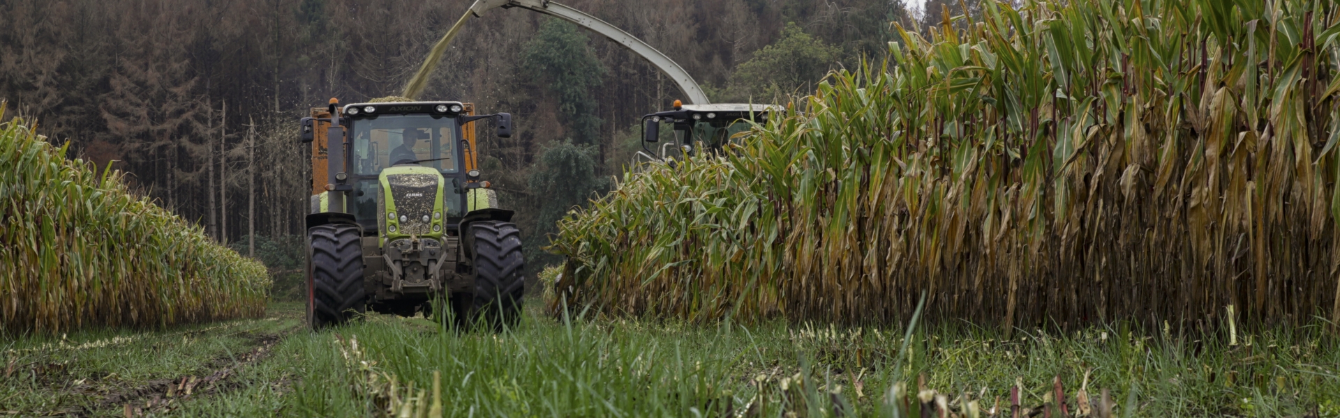 Proterra Maize