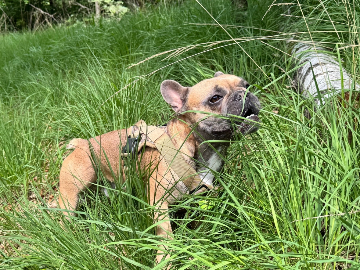 Max in het hoge gras