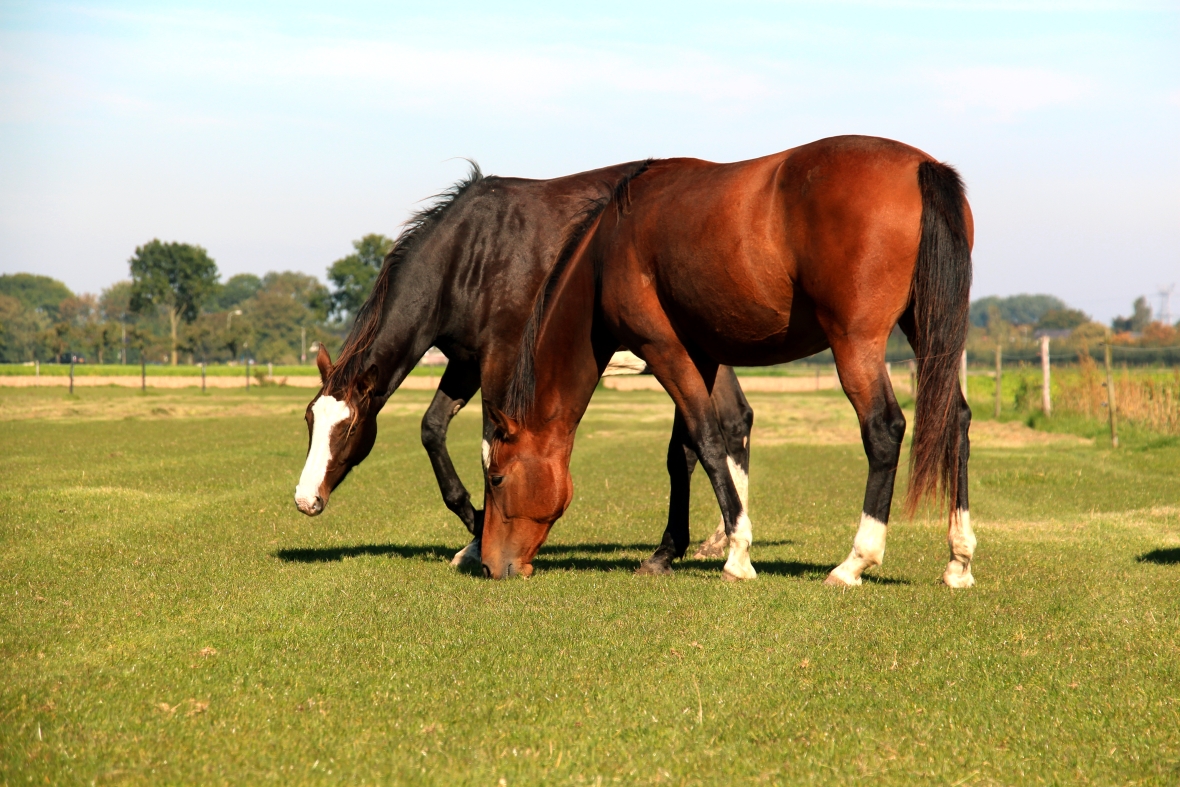 Paardengras