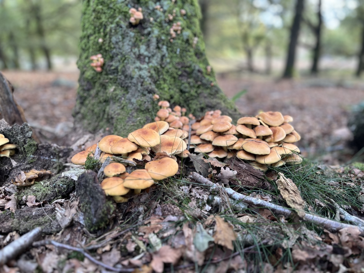 De natuur heeft ook haar kleine architecten