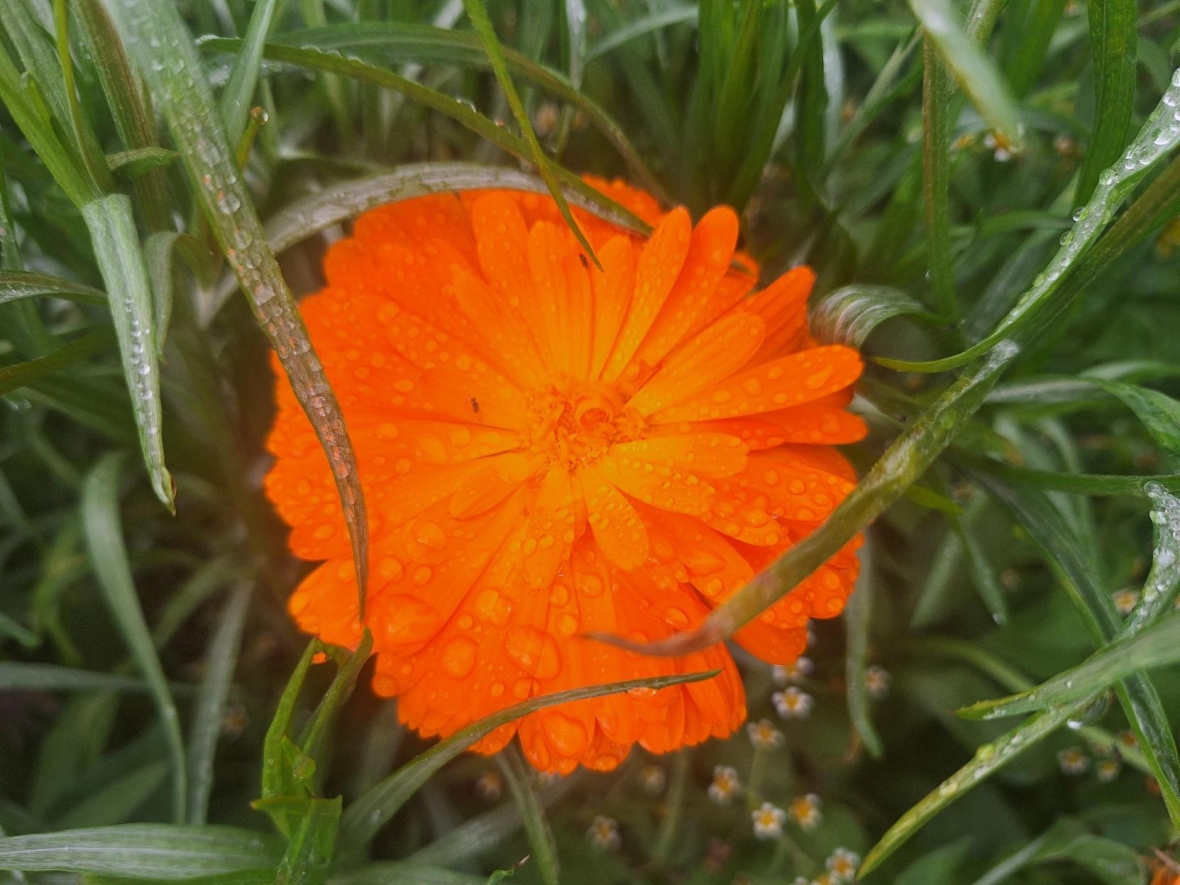 Een vleugje zon in de regen