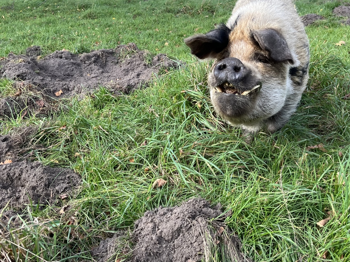 Ik wil nieuw gras!