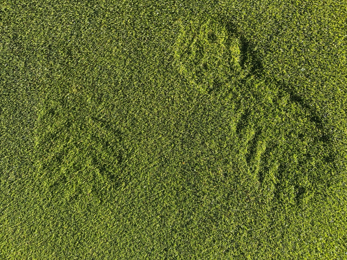Not every Green footprint is a positive thing but this one still makes me smile a bit