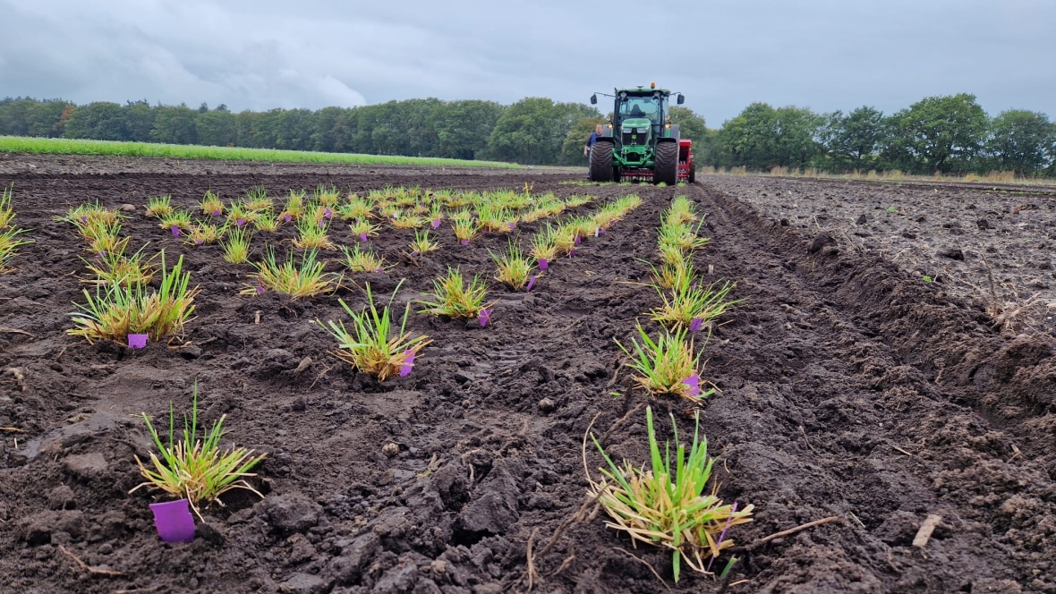 Tall Fescue population in just sown Rye isolation