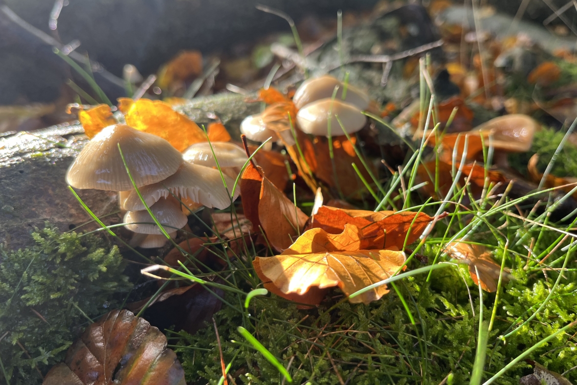 Herfstcompositie met gras