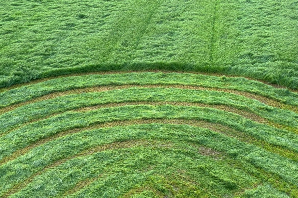 Art of Grass