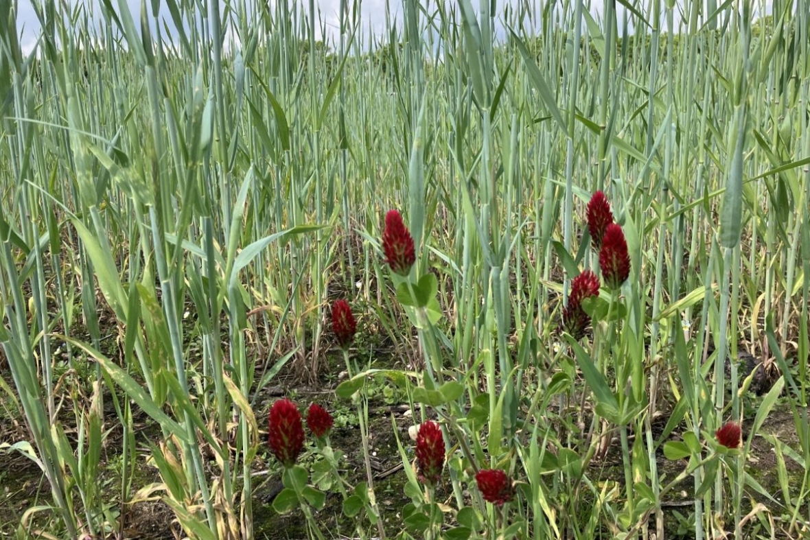 Clover are also fun and produce free protein!